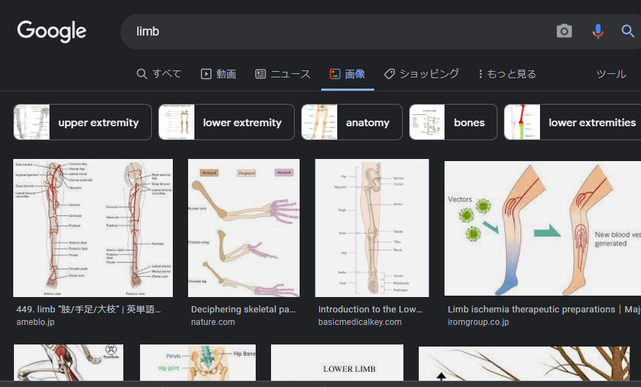 画像検索すると解剖図のようなものが出てくる。